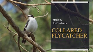 Collared Flycatcher Ficedula Albicollis [upl. by Elhsa]