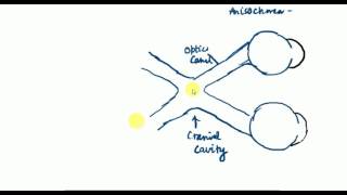 OPTHALMOLOGY LECTURES Neuro ophthalmology VISUAL PATHWAY part 1 [upl. by Dianna]