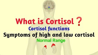 What is cortisol in hindi cortisol function  symptoms of high and low cortisol  Normal range [upl. by Einitsed730]