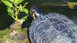 Yellowbellied slider in North London  Invasive Turtle Trachemys scripta scripta [upl. by Zilber463]