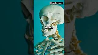 Facial Bones or Bones Of Face bones anatomy neet [upl. by Solegna]