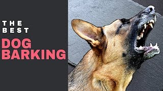 Dog Barking Sound Effect  Aggressive Dog Bark Sound Effect [upl. by Anits565]