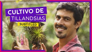 COMO CUIDAR DE TILLANDSIAS SUBTITLED [upl. by Araht]