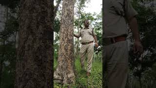 Boswellia Serrata  Salai Tree [upl. by Suryt454]