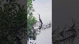 Anhinga Enjoying Fesh Catch fishing birds florida [upl. by Frost750]