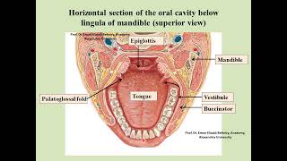 Anatomy of the oral cavity [upl. by Eatnuahs]