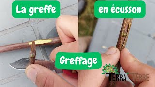 Greffe en écusson  Techniques et astuces [upl. by Gagliano]