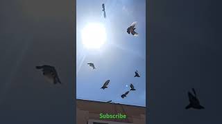 Khabooter pigeons flying and enjoying the weather [upl. by Lacie]