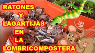 LOMBRICOMPOSTA CUÁNDO COSECHO HAY RATONES Y LAGARTIJAS 🦎🐀🐍 LUNES DE LOMBRICES PARTE 7 [upl. by Keynes853]