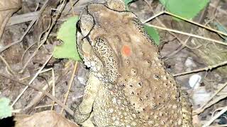 A big dry skin toad vs frog in the hole [upl. by Maurice]