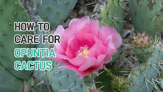 BEST TIPS  HOW TO CARE FOR OPUNTIA CACTUS [upl. by Attalie]