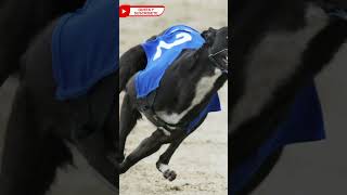 🏁¡Descubra como se practican las carreras de galgos [upl. by Pillow]