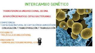 Microbiología Intercambio genético bacteriano Parte 1 [upl. by Chery]