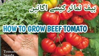 How to Grow Big Beef Tomatoes from Seed  COMPLETE GUIDERubi Kitchen Gardening [upl. by Angel713]