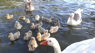 Patitos nadando Lindos PATITOS bebés ♥ cute ducklings [upl. by Annoj]