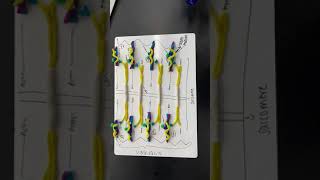 Sliding Filament Theory Stop Motion Project [upl. by Ciel613]