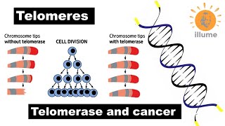 Telomeres  Telomerase  Telomere amp Cancer  Dr Ghanshyam Jangid [upl. by Percival421]