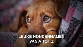 Leuke hondennamen  Van A tot Z [upl. by Grey]