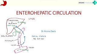 Enterohepatic Circulation  Gastrointestinal Physiology  First year MBBS [upl. by Geldens941]