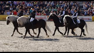 HuL Gestüt Marbach Hengstparade 2021 am 02102021  03 Schwere Jungs  Kaltblut Rassen Quadrille [upl. by Merilyn]