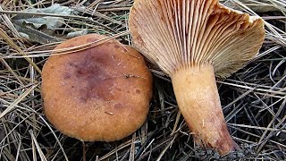 Narandžasta mlečnica  Lactarius aurantiacus 25122017 [upl. by Aleira]