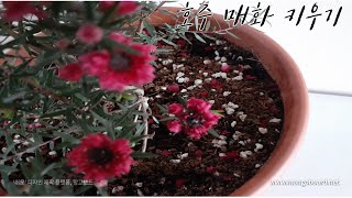 강렬한 색의 호주매화Leptospermum scoparium 키우기 [upl. by Idaline48]