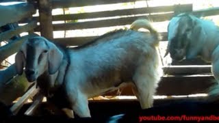 Scariest and loudest goat yell ever [upl. by Felicie955]