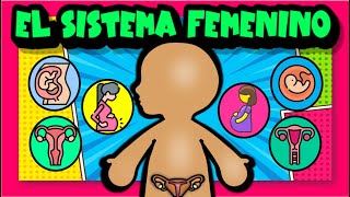 El sistema reproductor femenino👩‍🍼🍼 [upl. by Phillip475]