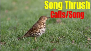 Song Thrush CallsSong [upl. by Demeyer]