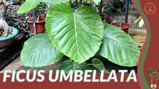 FICUS UMBELLATA Information and Growing Tips [upl. by Claudian]