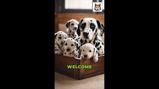 Caring for Dalmatian Puppies A HowTo Guide [upl. by Zumstein]