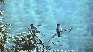 Black Bulbul Birds Cheeping [upl. by Anyad]