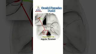 Cranial foraminaPart2 anatomy cranialnerves cranium bones nerve drawing medicalstudent [upl. by Letreece]