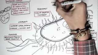 Microbiology  Bacteria Structure [upl. by Aidualc]