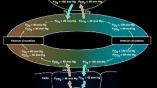 SBPT  Anatomia e fisiologia do sistema respiratório [upl. by Mirabelle]