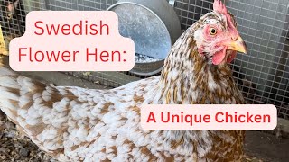 Swedish flower hen A unique combination of chicken ￼ [upl. by Ahsym]