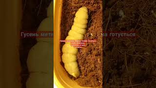 Acherontia atropos Caterpillar before pupation Гусень метелика Мертва голова стане лялечкою [upl. by Noneek442]