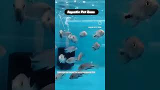 Vieja cichlid Fish  Aquatic Pet Zone Behala Aquarium Shop aquarium communitytank [upl. by Melvina]