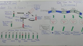 Whats a GENE Beadle amp Tatums Experiment FSc II chapter 20 Chromosomes and DNA [upl. by Payton982]