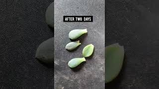 Propagation of Echeveria Succulent from Leaf 🥬 [upl. by Wieren]