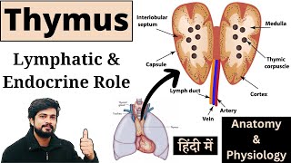 Thymus Gland Anatomy and Physiology in Hindi Lymphatic amp Endocrine organ [upl. by Leibman808]