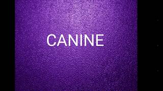 Canine [upl. by Nydia]