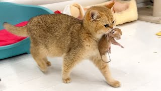 Mom cat carries a newborn kitten to the bed because she does not like the couch [upl. by Crotty585]