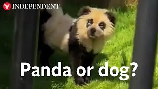 Zoo admits that their pandas are ‘painted dogs’ after backlash from visitors [upl. by Rubliw]