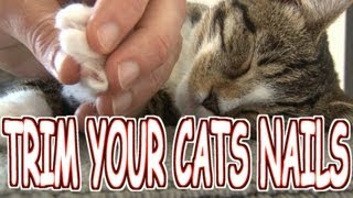 How to trimcut your cats nails the HUMANE WAY  Tutorial [upl. by Read]