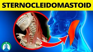 Sternocleidomastoid and Breathing EXPLAINED [upl. by Ammadis]