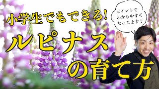 【早わかり】春を彩るルピナスの育て方。７つのポイントで枯らすことなく花を長く楽しむコツをお伝えします。 [upl. by Asiret]