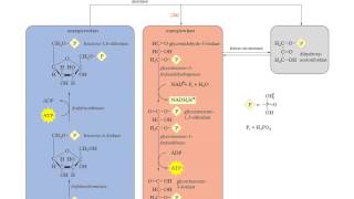 Binas tabel 68B  glycolyse en gisting [upl. by Yllet]