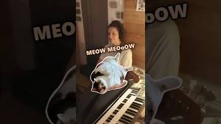 Un clavecin avec des chats 🐱🎹 clavecin chats cat harpsichord groove rehearsal songwriting [upl. by Donohue]