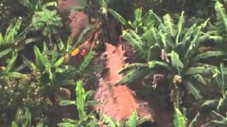 Uncontacted Amazon Tribe First ever aerial footage [upl. by Ecydnak966]